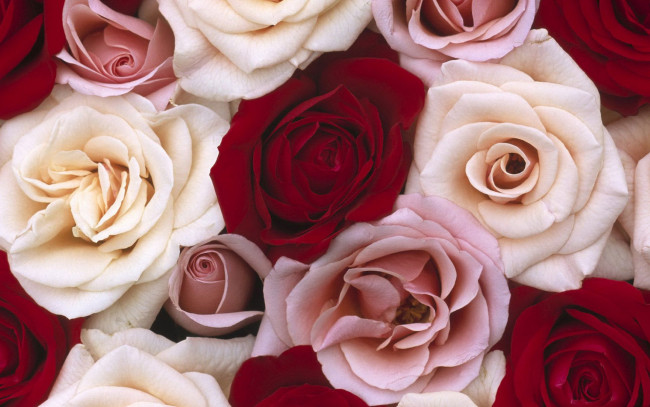 Обои картинки фото цветы, розы, бутоны, лепестки