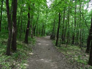 Картинка природа дороги лес тропинка