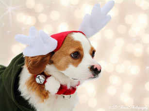 Картинка животные собаки костюм