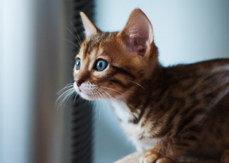 Картинка животные коты бенгальская кошка