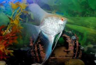 Картинка животные рыбы плавники