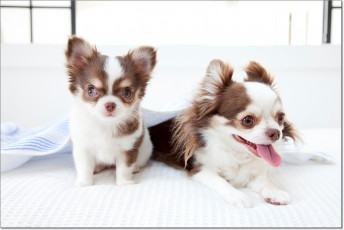 Картинка животные собаки щенки