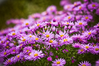 Картинка цветы астры сиреневый
