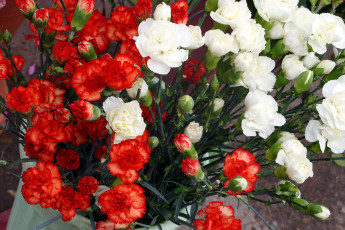 Картинка цветы гвоздики