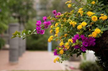 Картинка цветы разные вместе лантана бугенвиллея
