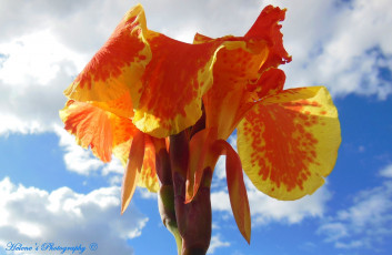 Картинка цветы канна небо оранжевый