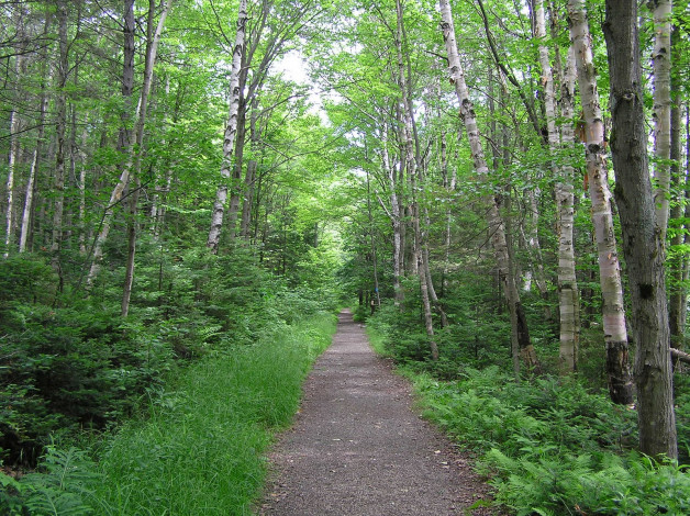 Обои картинки фото природа, дороги, лес, тропинка