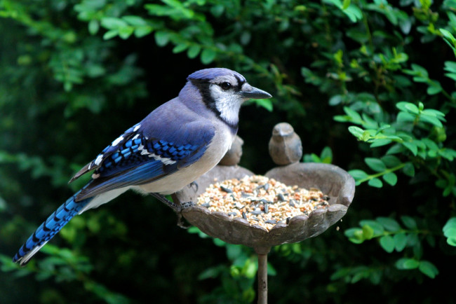 Обои картинки фото животные, сойки, кормушка, голубой, хохолок