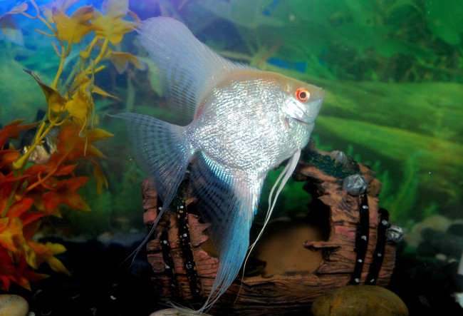 Обои картинки фото животные, рыбы, плавники