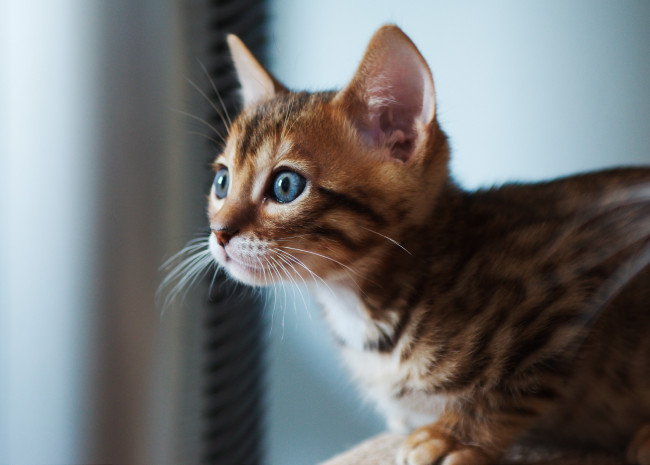 Обои картинки фото животные, коты, бенгальская, кошка