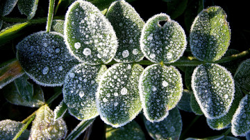 Картинка природа листья иней