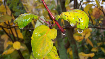 Картинка природа листья капли осень