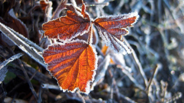 Картинка природа листья листик иней