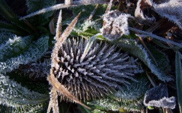 Картинка природа другое