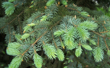 Картинка природа другое зелень ветка хвоя