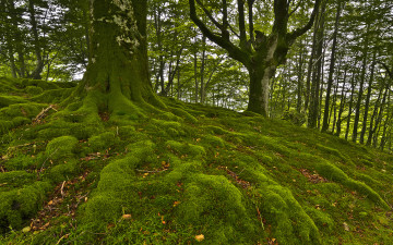 Картинка природа лес деревья мох