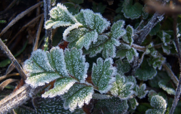 Картинка природа листья иней