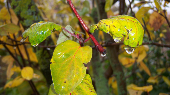Обои картинки фото природа, листья, капли, осень