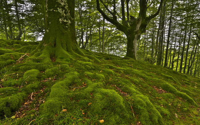 Обои картинки фото природа, лес, деревья, мох
