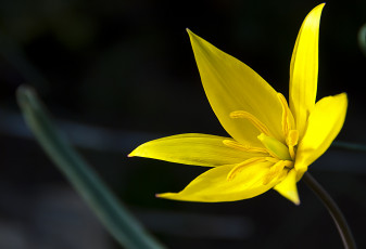 Картинка цветы тюльпаны цветок лепестки тычинки природа