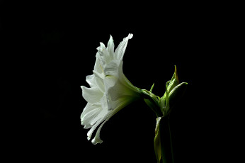 Картинка amaryllis цветы амариллисы +гиппеаструмы амариллис