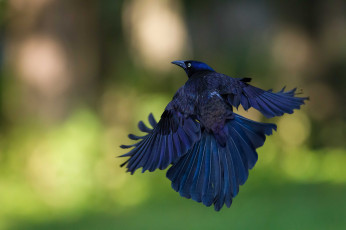 Картинка животные вороны +грачи +галки блики фон полет птица