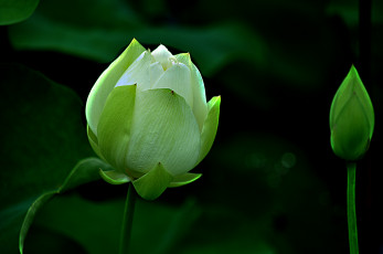 Картинка lotus цветы лотосы лотос