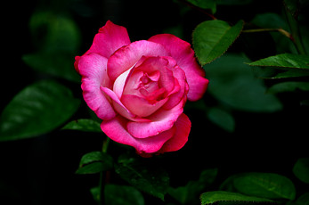 Картинка разное компьютерный+дизайн бутон роза