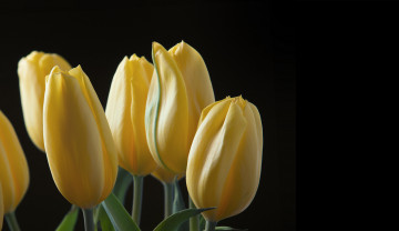 Картинка цветы тюльпаны лепестки листья природа фон