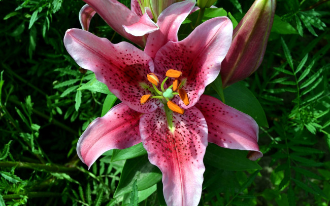 Обои картинки фото цветы, лилии,  лилейники, лепестки