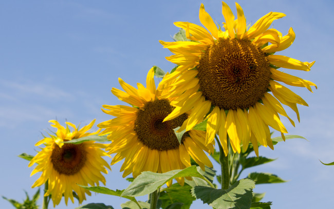 Обои картинки фото цветы, подсолнухи, жолтые, небо, лепестки