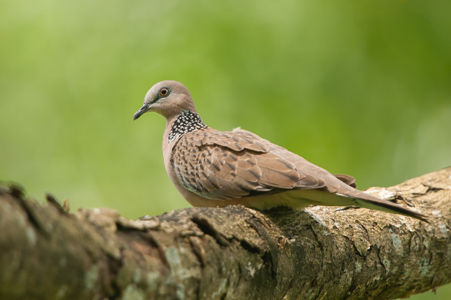 Обои картинки фото животные, голуби, голубь, птица, ветка, фон