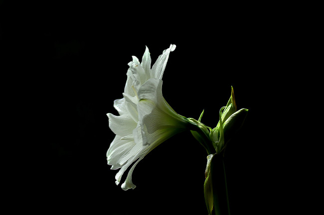 Обои картинки фото amaryllis, цветы, амариллисы,  гиппеаструмы, амариллис