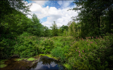 Картинка природа лес заросли