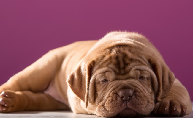 Обои картинки фото животные, собаки, милый, бордоский, дог, щенок