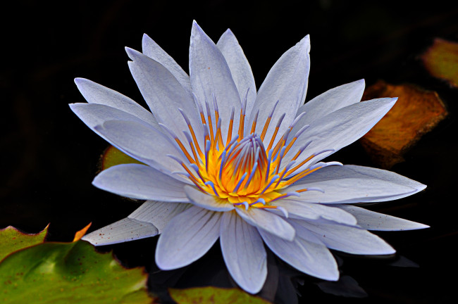 Обои картинки фото цветы, лилии водяные,  нимфеи,  кувшинки, лилия