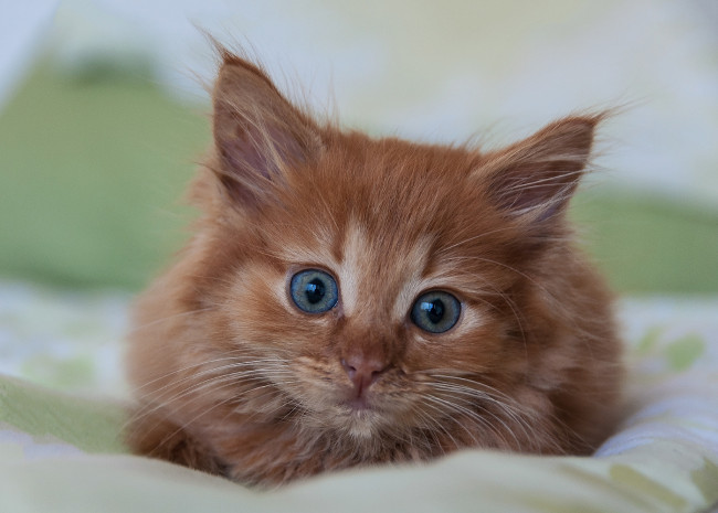 Обои картинки фото животные, коты, киса