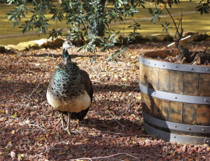обоя животные, павлины, цвет, перья, окрас, павлин, птица