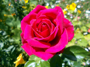 Картинка цветы розы макро