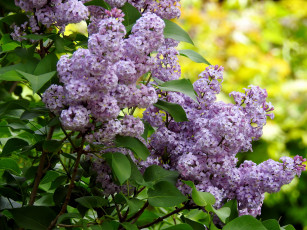 Картинка цветы сирень куст