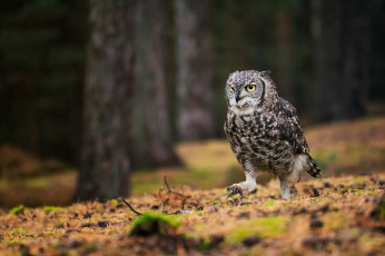 Картинка животные совы сова