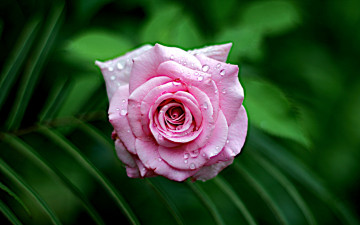 Картинка цветы розы капли