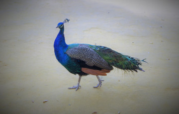 обоя животные, павлины, птица, цвет, перья, окрас, павлин