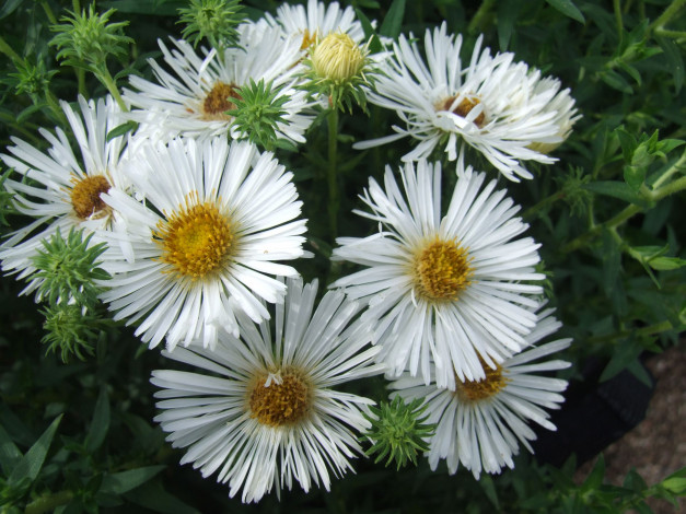 Обои картинки фото астры, цветы