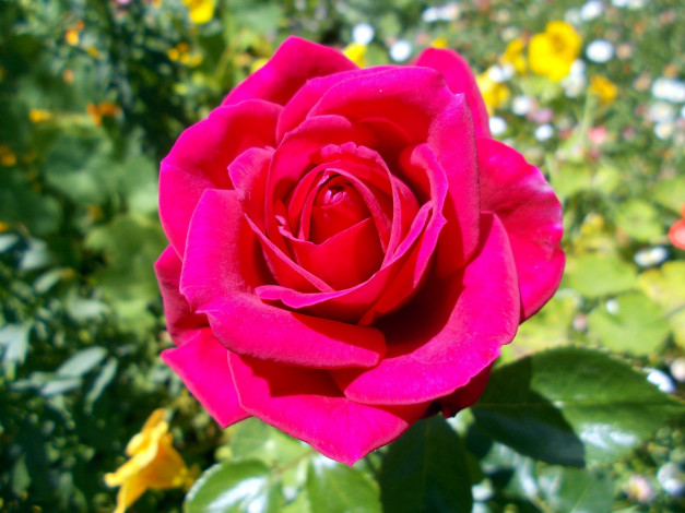 Обои картинки фото цветы, розы, макро