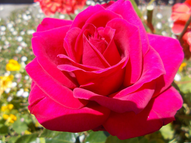 Обои картинки фото цветы, розы, макро