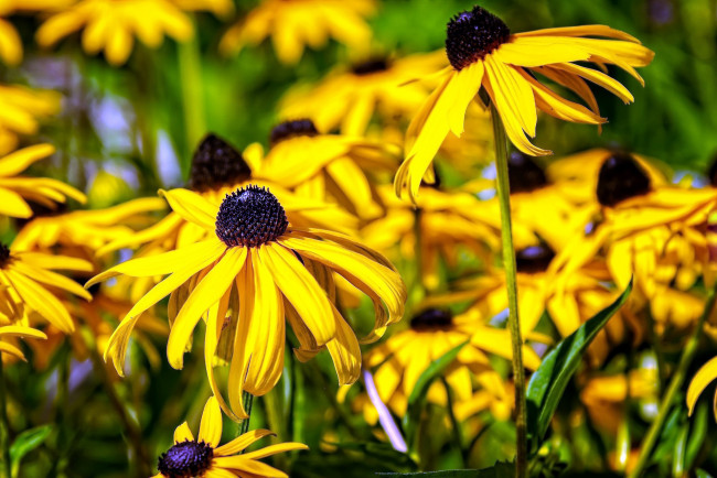 Обои картинки фото цветы, рудбекия, желтый