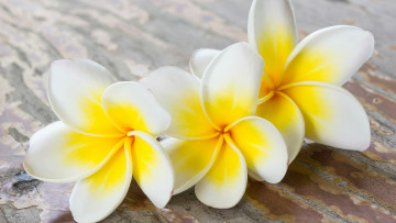 Картинка цветы плюмерия трио