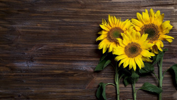 Картинка цветы подсолнухи подсолнух