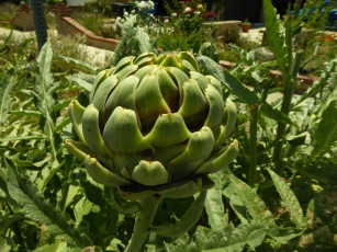 Картинка природа плоды артишок